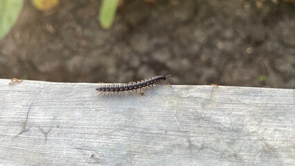 caterpillar on a leaf