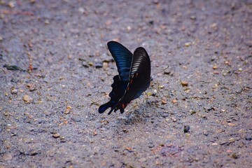 カラスアゲハがコンクリートからミネラル補給