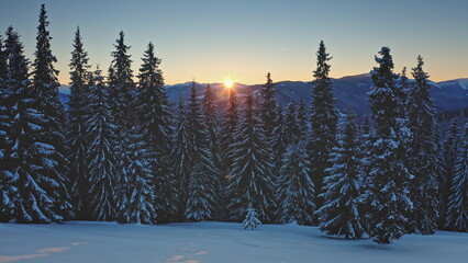 Aerial view of a beautiful winter wonderland in the mountains at sunset with snow covered pine trees and sun shining through branches creating magical atmosphere. Winter wild nature travel background