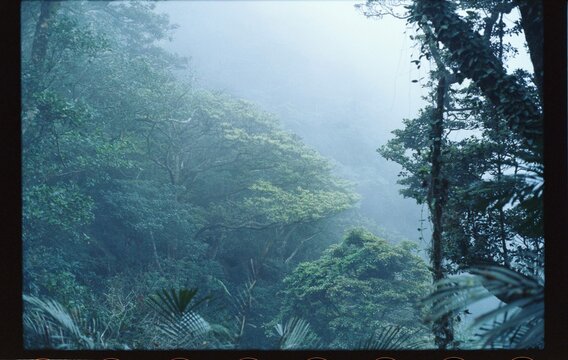 Trees and fog