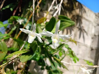 Close-Up White Dendrobium Orchid Flowers 