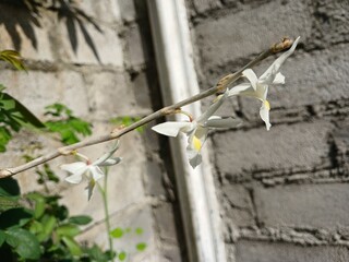 Close-Up of White Pigeon Orchid Flower 