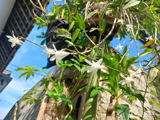 White Dendrobium Orchid Flowers in Garden 