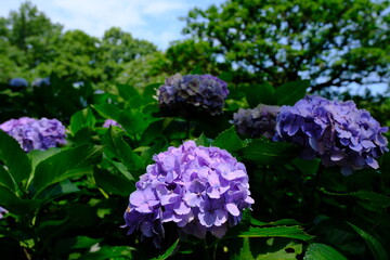 화려하고 아름다운 수국꽃