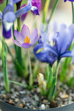 Crocus and Iris blossom macro shot