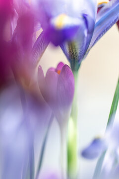 Crocus and Iris blossom macro shot
