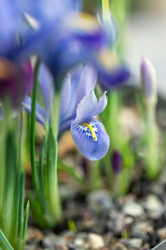 Detail of Iris reticulata flowers in spring garden