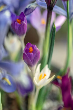 Crocus and Iris blossom macro shot