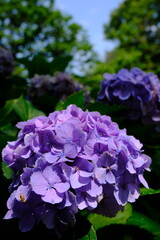 화려하고 아름다운 수국꽃