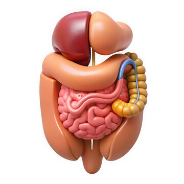 Human digestive system model isolated on transparent background