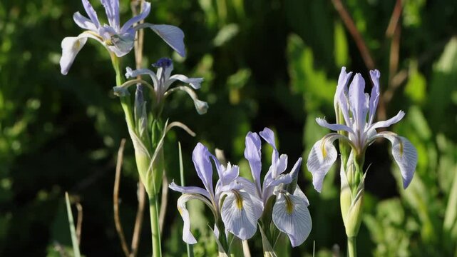 Wild "Blue Flag" Iris in a marsh, with ambient native bird calls 2