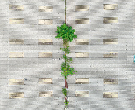 Green Plant Growing on Industrial Rooftop Surfaces