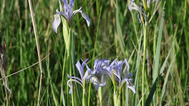 Wild "Blue Flag" Iris in a marsh, with ambient native bird calls 2