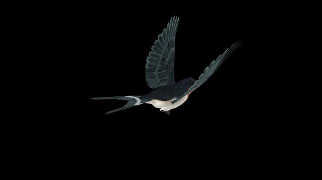 Barn Swallow Bird - Flying Loop - Aerial Back Side Angle Close Up View - Alpha Channel - Realistic Full HD 3D animation isolated on transparent background