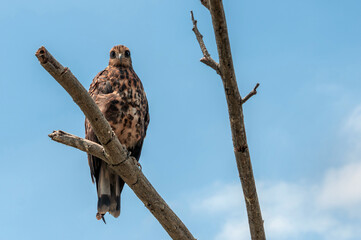 Snail-eating hawk perched on a branch, looking at the camera.