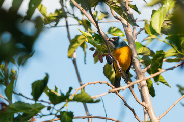 Blue-and-yellow Tanager Among Leaves and Wild Fruits