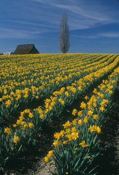 Field daffodils blooming flowering spring Skagit Valley Washington 