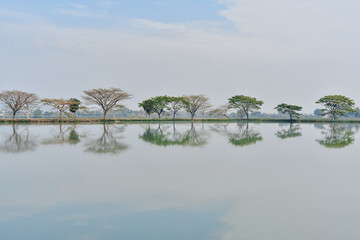 Symmetrical Reflection of Trees on a Calm Lake in West Java, Indonesia