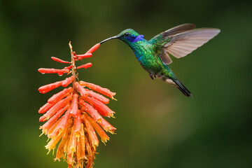 Lesser Violetear Hummingbird Feeding