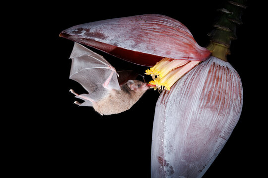 Pallas's Long-tongued Bat Feeding