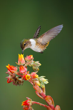 Volcano Hummingbird Feeding