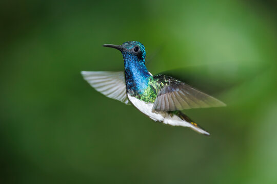 White-necked Jacobin Hummingbird