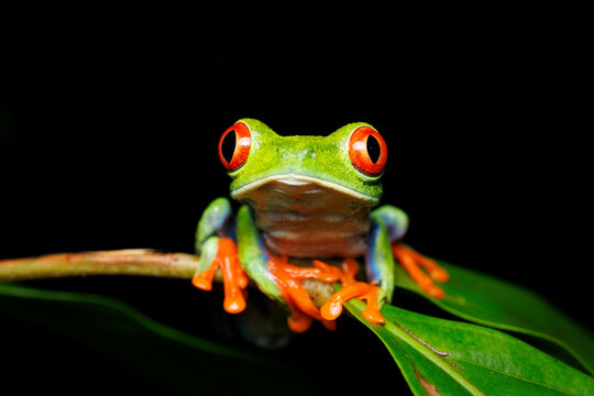 Perched Treefrog