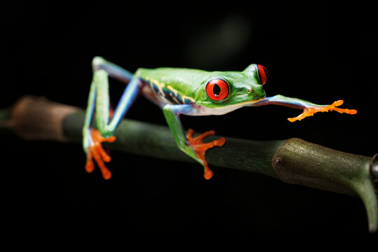 Crawling Tree Frog