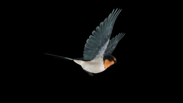 Barn Swallow Bird - Flying Loop - Aerial Side Close Up View - Alpha Channel - Realistic Full HD 3D animation isolated on transparent background