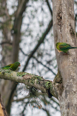 Parrot in the forest