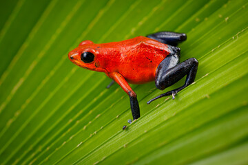 Strawberry Poison-dart Frog