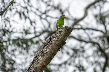 Parrot in the branch