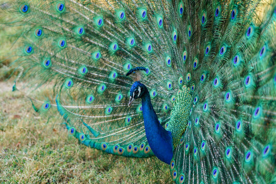 Peacock spreading tail feathers