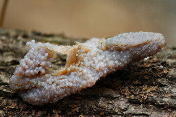 Wet specimen of amethyst quartz with spherulites, also known as grape agate or chalcedony from...
