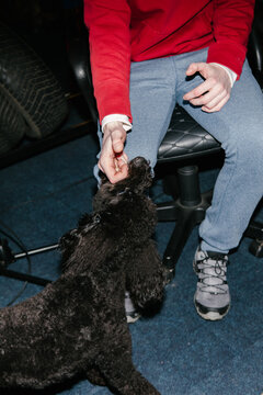 The dog is playing with the owner.