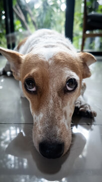 Portrait of a cute terrier mutt puppy with a long nose and big eyes