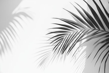 Obraz premium Monochrome palm frond shadows on a light background