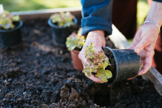 Planting Lollo Rosso