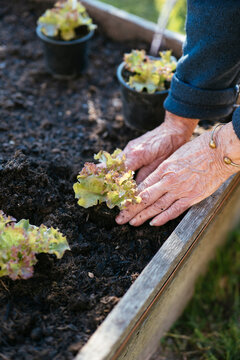 Planting Lollo Rosso