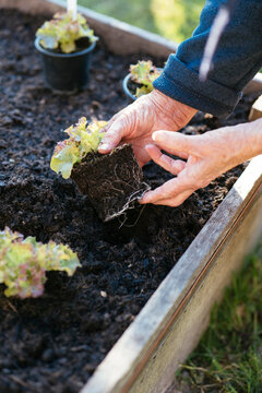 Planting Lollo Rosso