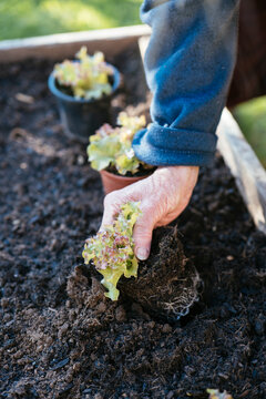 Planting Lollo Rosso