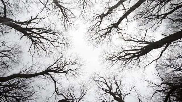 Bare Tree Branches Against Overcast Sky: A Winter Forest Canopy Perspective Video