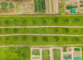 Aerial Farm Layout with Tree Rows and Mixed Crop Gardens