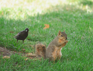 Squirrel Eating Nut in Green Grass
