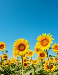 Obraz premium Vibrant sunflowers bask in a clear blue sky, their bright yellow petals reaching towards the sun in a vast field.