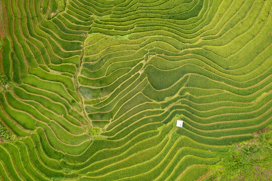 Organic Patterns: Terraced Rice Fields in Mu Cang Chai