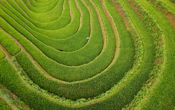 Organic Patterns: Terraced Rice Fields in Mu Cang Chai