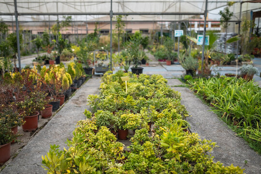 Greenhouse with Potted Plants