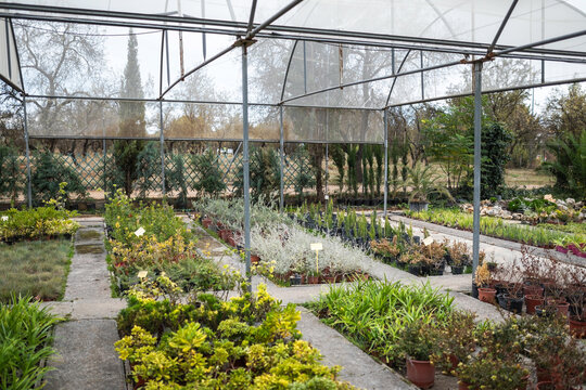 Greenhouse with Potted Plants