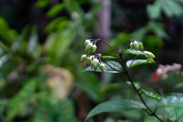 lily of the valley in spring in the garden